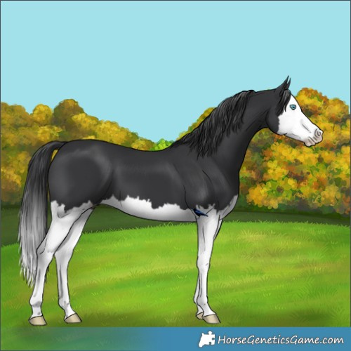 Horse Color:Black Splash 
