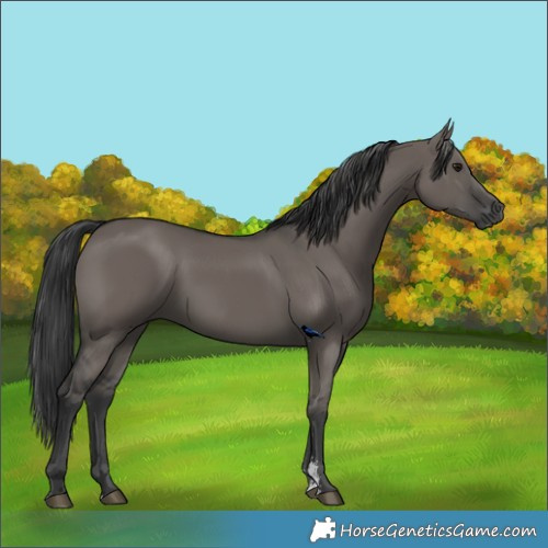 Horse Color:Grullo Sabino Rabicano