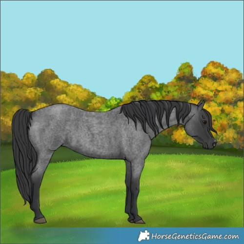 Horse Color:Blue Roan Sabino 