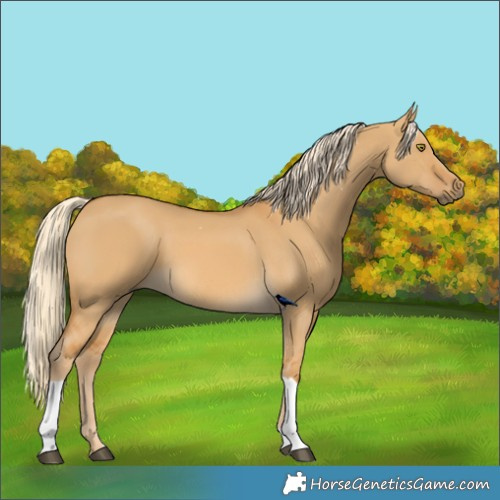 Horse Color:Palomino Dun Tobiano 