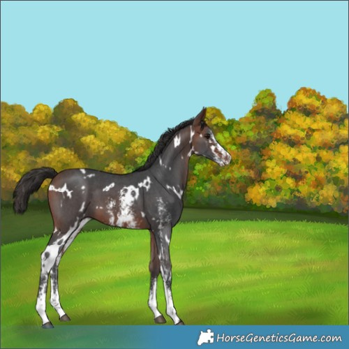 Horse Color:White Spotted Bay Sabino 