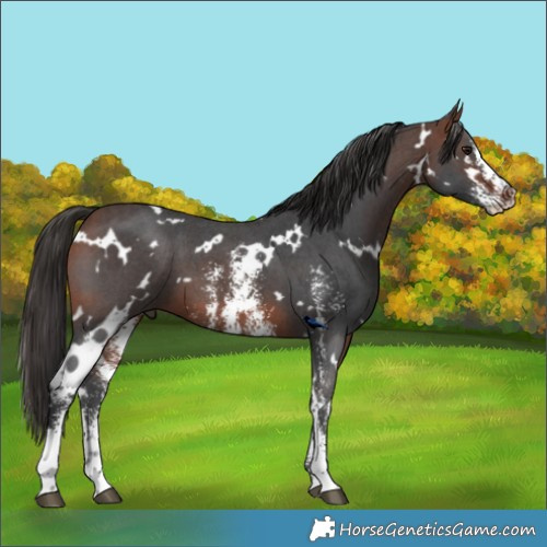 Horse Color:White Spotted Bay Sabino 