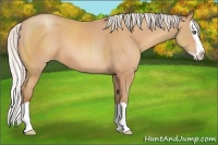 Horse Color:Silver Amber Champagne Splash