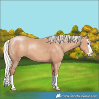 Horse Color:Silver Amber Champagne Splash
