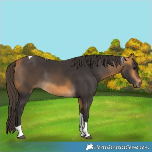 Horse Color:Buckskin Tobiano Rabicano