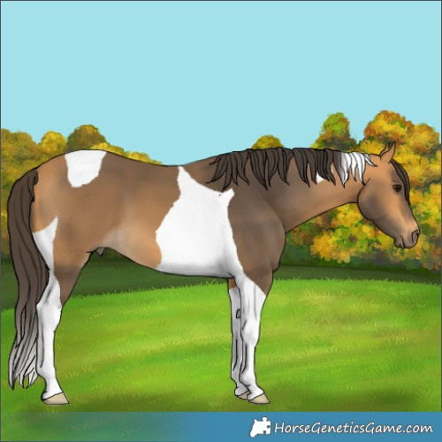 Horse Color:Buckskin Tobiano