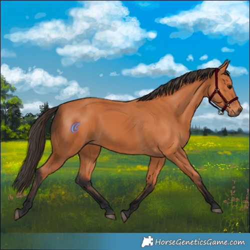Horse Color:Bay 