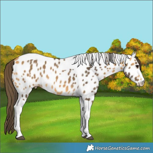 Horse Color:Buckskin Tobiano Near Leopard 