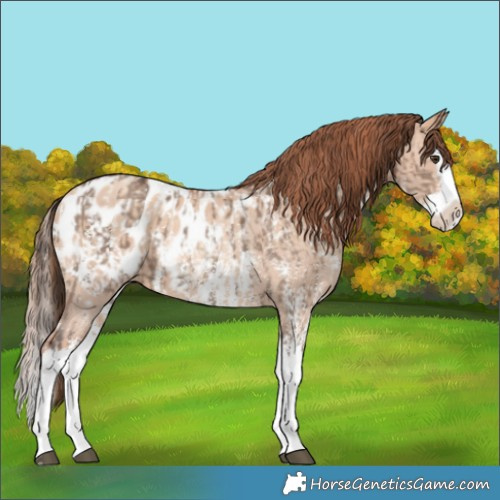 Horse Color:Liver Red Dun Sabino Splash Blanket and Gold Champagne Dun Sabino Splash Blanket