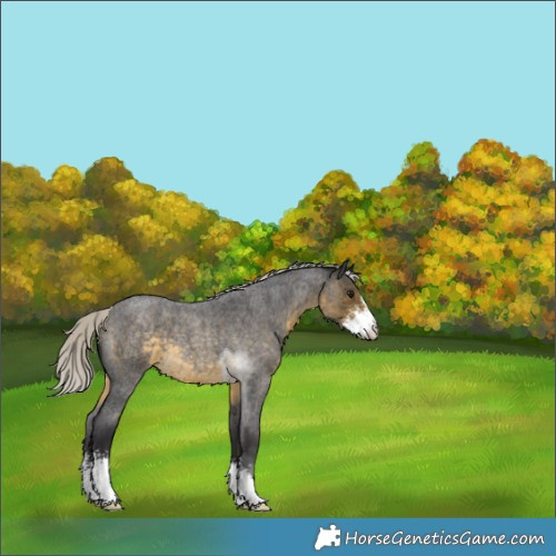 Horse Color:Silver Buckskin Roan Sabino 