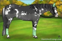 Horse Color:White Spotted Smoky Black Splash Rabicano 