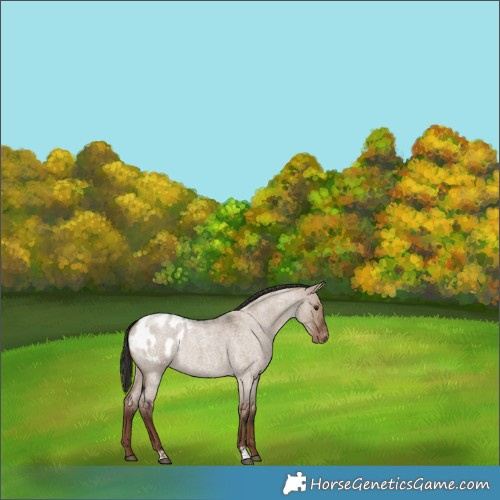 Horse Color:Liver Red Dun Roan Appaloosa Rabicano 
