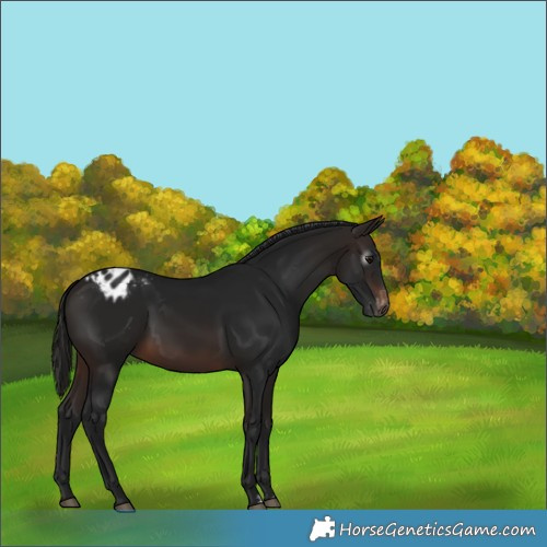 Horse Color:Gray Bay Appaloosa