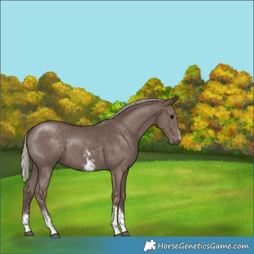 Horse Color:Silver Black Sabino