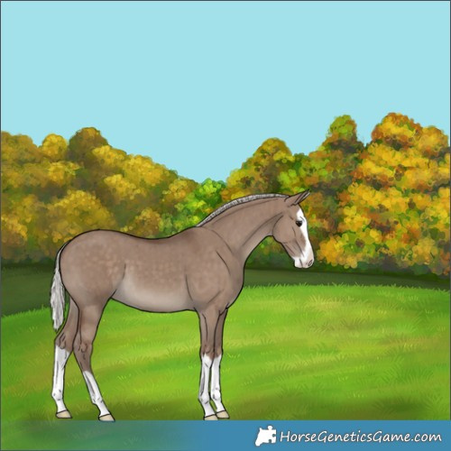 Horse Color:Silver Grullo Splash Brindle