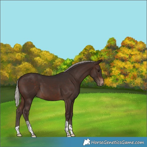 Horse Color:Silver Brown Tobiano Appaloosa