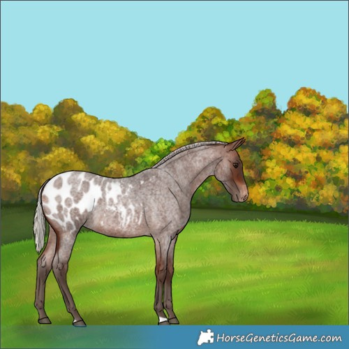Horse Color:Silver Bay Roan Appaloosa