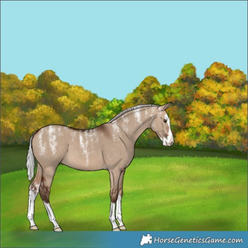 Horse Color:Powder White Silver Brown Dun Splash 