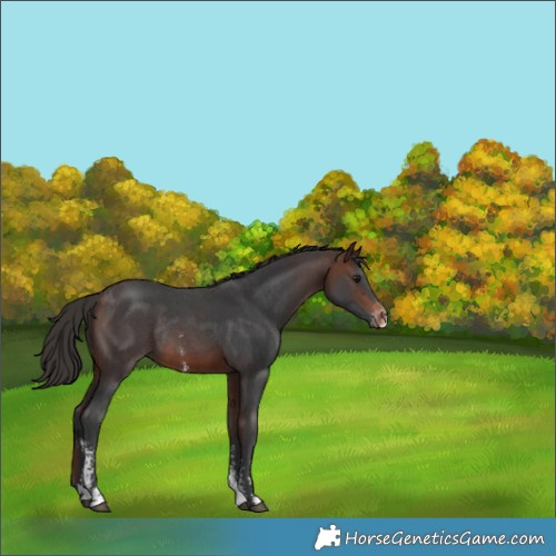 Horse Color:Brown Sabino Appaloosa Rabicano 