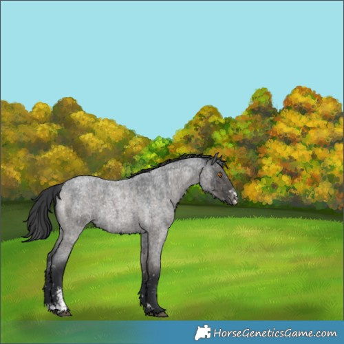 Horse Color:Grullo Roan Sabino Blanket Brindle