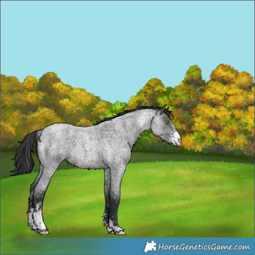 Horse Color:Brown Roan Sabino Snowflake Varnish