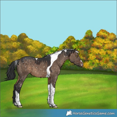 Horse Color:Brown Dun Tobiano Snowflake Varnish