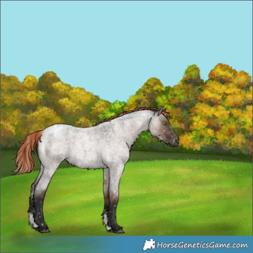 Horse Color:Liver Red Dun Roan Sabino Snowflake Varnish Rabicano