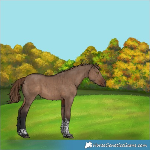 Horse Color:Liver Red Dun Tobiano Brindle