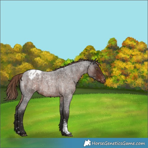 Horse Color:Liver Red Roan Sabino Blanket 