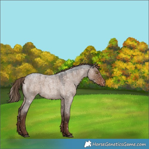 Horse Color:Liver Red Dun Roan Snowflake Varnish Rabicano 