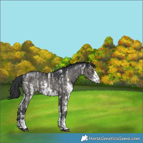 Horse Color:Grullo Sabino Snowflake VarnishRabicano Brindle
