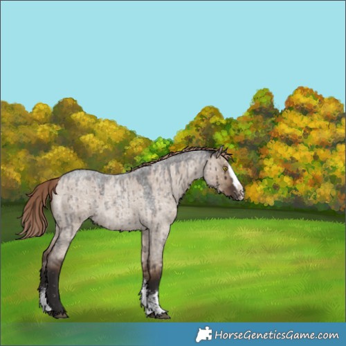Horse Color:Liver Red Dun Roan Sabino Splash Snowflake Varnish Rabicano Brindle 