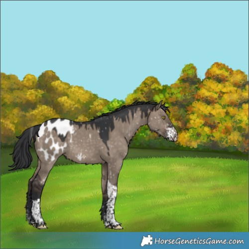 Horse Color:Brown Dun Sabino Tobiano Blanket