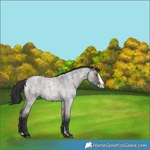 Horse Color:Grullo Roan Sabino Splash Snowflake Varnish Rabicano Brindle 