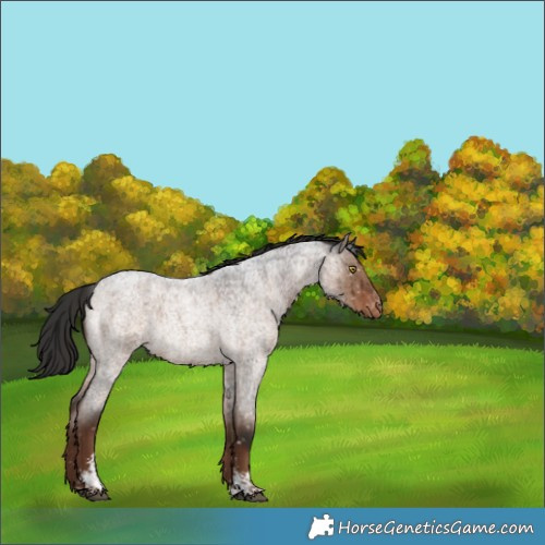 Horse Color:Liver Red Dun Roan Sabino Snowflake VarnishBrindle 