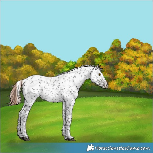 Horse Color:Liver Chestnut Sabino Snowflake Varnish Rabicano 