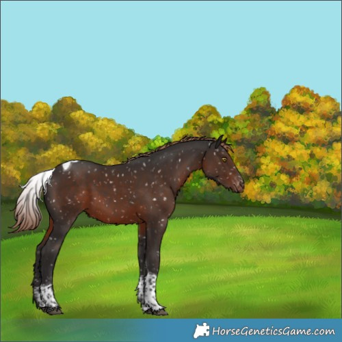 Horse Color:Liver Chestnut Sabino Tobiano Blanket Rabicano 