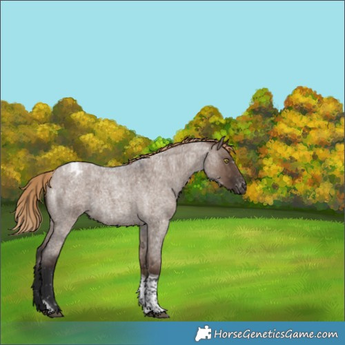 Horse Color:Liver Red Dun Roan Tobiano Appaloosa Rabicano Brindle 