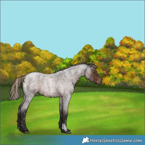 Horse Color:Liver Red Roan Sabino Appaloosa Rabicano