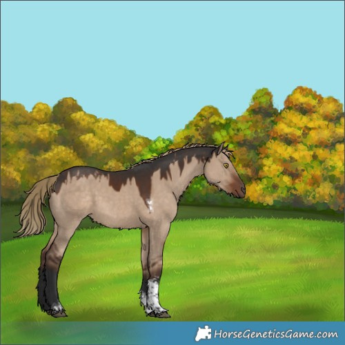 Horse Color:Liver Red Dun Sabino Tobiano 