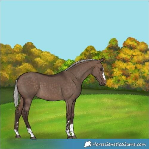 Horse Color:Silver Brown Dun
