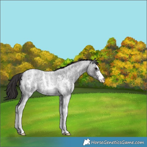 Horse Color:Smoky Blue Roan Sabino 