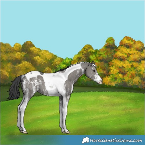 Horse Color:Grullo Sabino Tobiano 