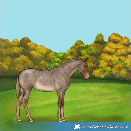 Horse Color:Chocolate Palomino Roan Appaloosa