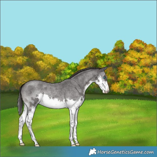 Horse Color:Smoky Blue Roan Splash Rabicano