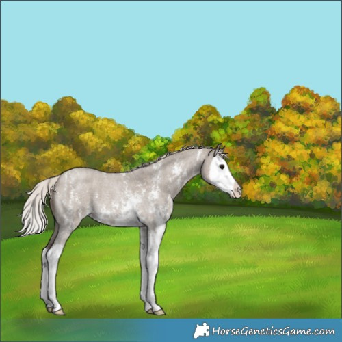 Horse Color:Silver Grullo Roan Sabino Splash 