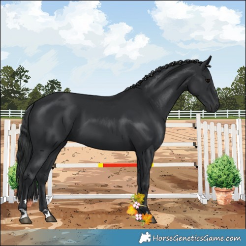 Horse Color:Black 