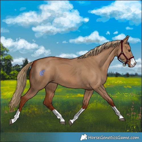 Horse Color:Red Dun 