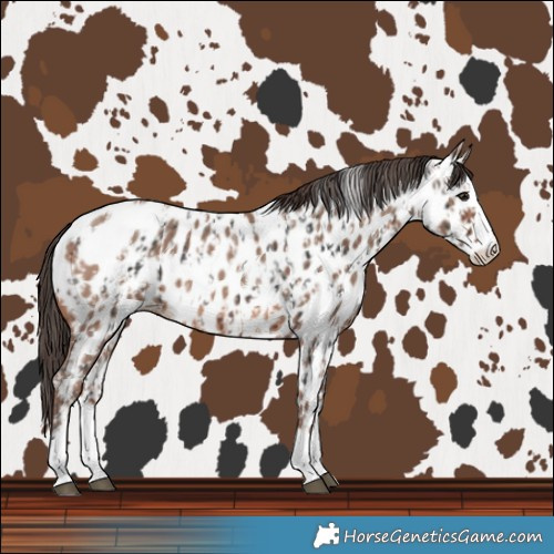 Horse Color:Brown Sabino Splash Near Leopard and Sable Champagne Sabino Splash Near Leopard