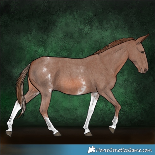Horse Color:White Spotted Chestnut Sabino 